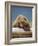 Grizzly Bear Resting on Log at Hallo Bay-Paul Souders-Framed Photographic Print