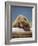 Grizzly Bear Resting on Log at Hallo Bay-Paul Souders-Framed Photographic Print