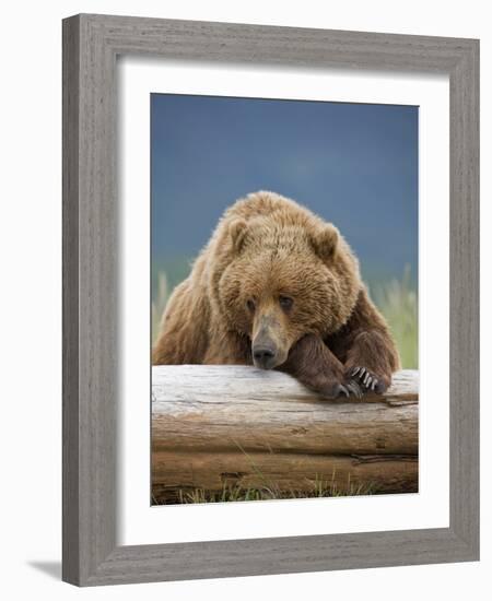 Grizzly Bear Resting on Log at Hallo Bay-Paul Souders-Framed Photographic Print