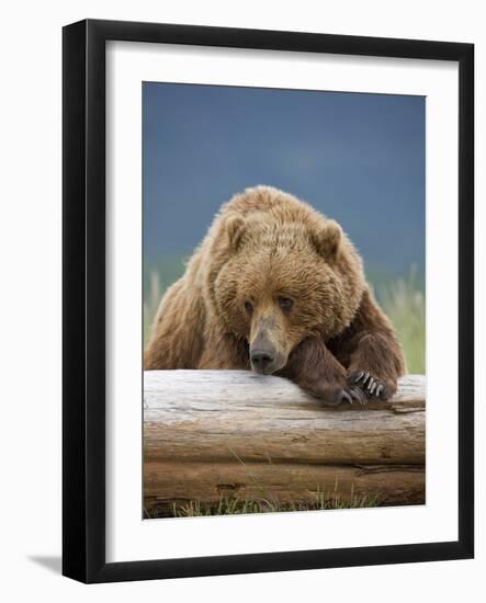 Grizzly Bear Resting on Log at Hallo Bay-Paul Souders-Framed Photographic Print