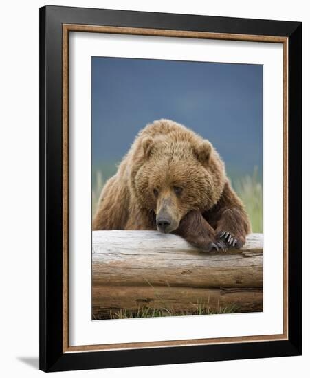 Grizzly Bear Resting on Log at Hallo Bay-Paul Souders-Framed Photographic Print