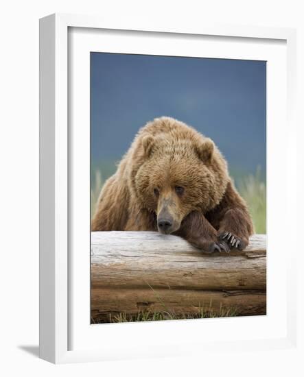 Grizzly Bear Resting on Log at Hallo Bay-Paul Souders-Framed Photographic Print