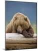 Grizzly Bear Resting on Log at Hallo Bay-Paul Souders-Mounted Photographic Print