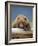 Grizzly Bear Resting on Log at Hallo Bay-Paul Souders-Framed Photographic Print