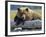 Grizzly Bear Resting on Old Tree Trunk, Kukak Bay, Katmai National Park, Alaska, Usa-Paul Souders-Framed Photographic Print