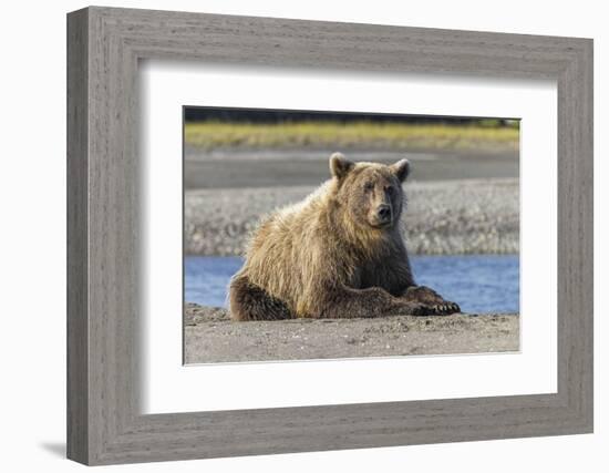 Grizzly bear resting on shoreline, Lake Clark National Park, Alaska, Silver Salmon Creek-Adam Jones-Framed Photographic Print