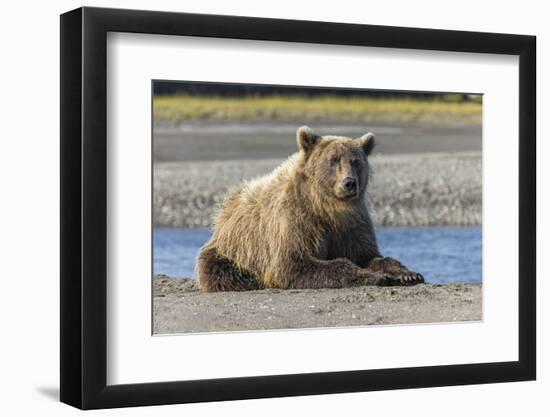 Grizzly bear resting on shoreline, Lake Clark National Park, Alaska, Silver Salmon Creek-Adam Jones-Framed Photographic Print