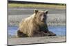Grizzly bear resting on shoreline, Lake Clark National Park, Alaska, Silver Salmon Creek-Adam Jones-Mounted Photographic Print