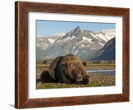 Grizzly Bear Resting on Tidal Flats Along Kukak Bay, Katmai National Park, Alaska, Usa-Paul Souders-Framed Photographic Print