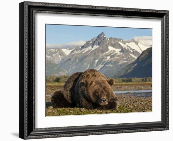 Grizzly Bear Resting on Tidal Flats Along Kukak Bay, Katmai National Park, Alaska, Usa-Paul Souders-Framed Photographic Print