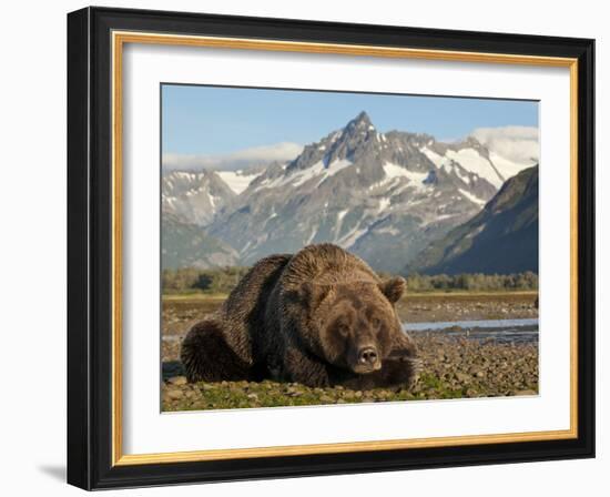 Grizzly Bear Resting on Tidal Flats Along Kukak Bay, Katmai National Park, Alaska, Usa-Paul Souders-Framed Photographic Print