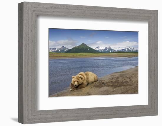 Grizzly Bear Resting-null-Framed Photographic Print