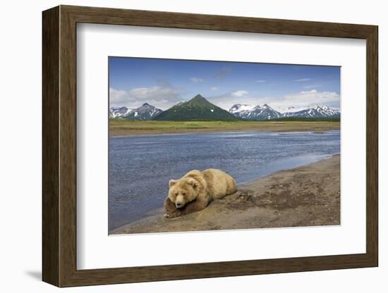 Grizzly Bear Resting-null-Framed Photographic Print