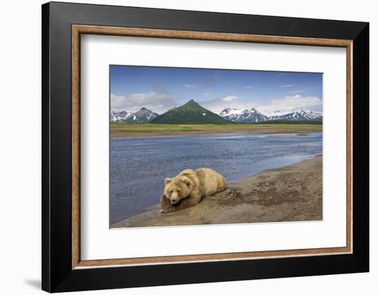 Grizzly Bear Resting-null-Framed Photographic Print