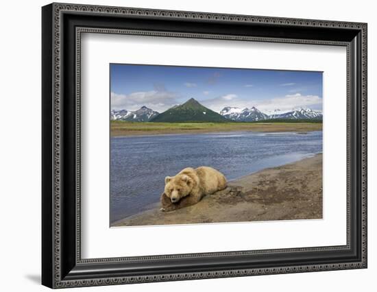 Grizzly Bear Resting-null-Framed Photographic Print