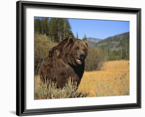 Grizzly Bear Roaming in Mountain Meadow-DLILLC-Framed Photographic Print