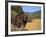 Grizzly Bear Roaming in Mountain Meadow-DLILLC-Framed Photographic Print