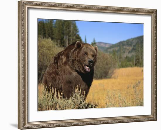 Grizzly Bear Roaming in Mountain Meadow-DLILLC-Framed Photographic Print