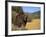 Grizzly Bear Roaming in Mountain Meadow-DLILLC-Framed Photographic Print