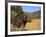 Grizzly Bear Roaming in Mountain Meadow-DLILLC-Framed Photographic Print