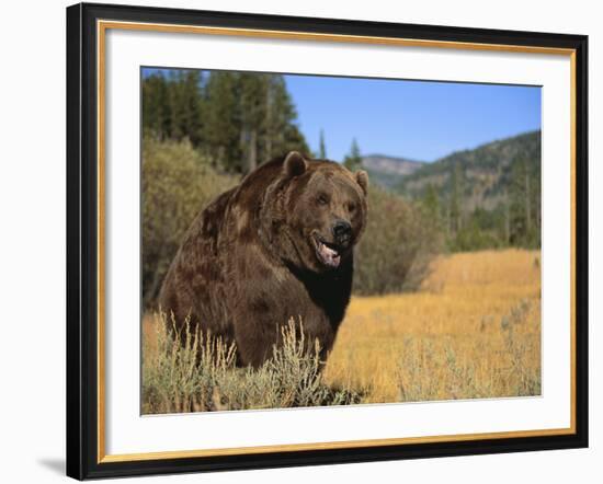 Grizzly Bear Roaming in Mountain Meadow-DLILLC-Framed Photographic Print