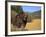 Grizzly Bear Roaming in Mountain Meadow-DLILLC-Framed Photographic Print