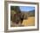 Grizzly Bear Roaming in Mountain Meadow-DLILLC-Framed Photographic Print