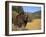 Grizzly Bear Roaming in Mountain Meadow-DLILLC-Framed Photographic Print