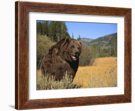 Grizzly Bear Roaming in Mountain Meadow-DLILLC-Framed Photographic Print