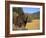 Grizzly Bear Roaming in Mountain Meadow-DLILLC-Framed Photographic Print