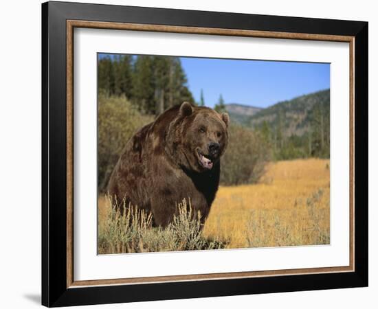 Grizzly Bear Roaming in Mountain Meadow-DLILLC-Framed Photographic Print