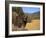 Grizzly Bear Roaming in Mountain Meadow-DLILLC-Framed Photographic Print