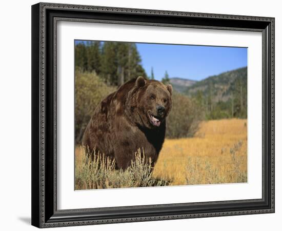 Grizzly Bear Roaming in Mountain Meadow-DLILLC-Framed Photographic Print