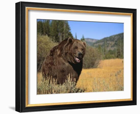 Grizzly Bear Roaming in Mountain Meadow-DLILLC-Framed Photographic Print