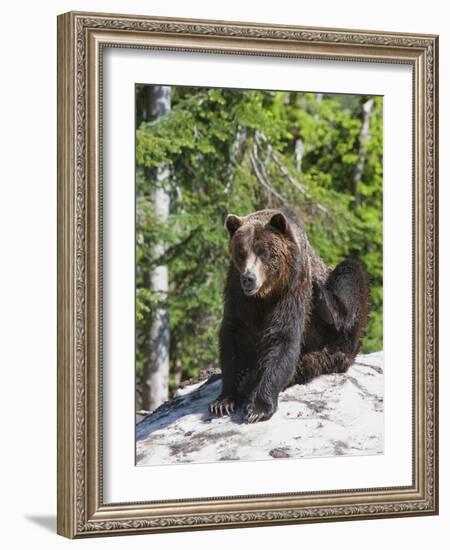 Grizzly Bear Scratching on Ice at the Top of Grouse Mountain, Vancouver, British Columbia, Canada, -Martin Child-Framed Photographic Print