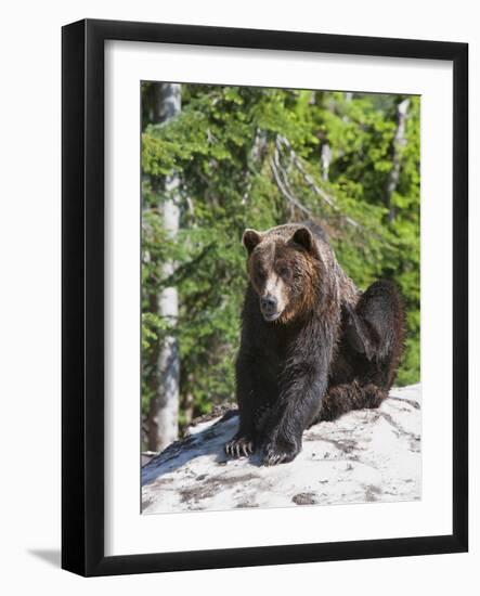 Grizzly Bear Scratching on Ice at the Top of Grouse Mountain, Vancouver, British Columbia, Canada, -Martin Child-Framed Photographic Print