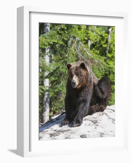 Grizzly Bear Scratching on Ice at the Top of Grouse Mountain, Vancouver, British Columbia, Canada, -Martin Child-Framed Photographic Print