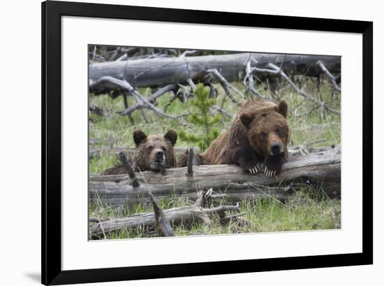 Grizzly Bear Sow and Cub-Ken Archer-Framed Premium Photographic Print