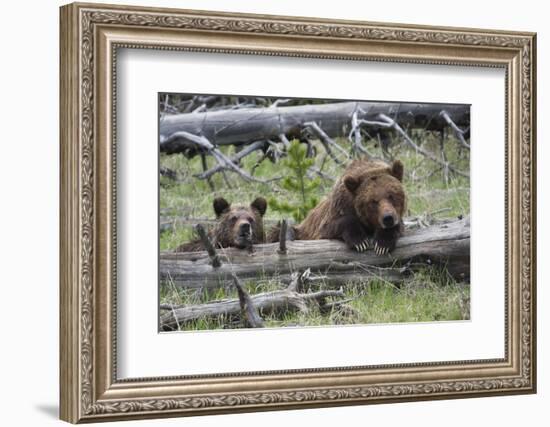 Grizzly Bear Sow and Cub-Ken Archer-Framed Photographic Print