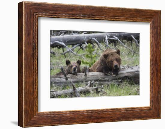 Grizzly Bear Sow and Cub-Ken Archer-Framed Photographic Print