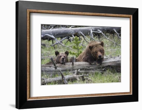 Grizzly Bear Sow and Cub-Ken Archer-Framed Photographic Print