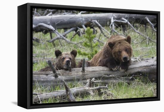 Grizzly Bear Sow and Cub-Ken Archer-Framed Premier Image Canvas