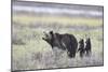 Grizzly Bear sow and two cubs of the year or spring cubs, Yellowstone Nat'l Park, Wyoming, USA-James Hager-Mounted Photographic Print