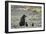 Grizzly Bear sow and two cubs of the year or spring cubs, Yellowstone Nat'l Park, Wyoming, USA-James Hager-Framed Photographic Print