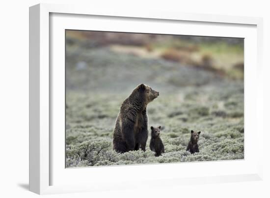 Grizzly Bear sow and two cubs of the year or spring cubs, Yellowstone Nat'l Park, Wyoming, USA-James Hager-Framed Photographic Print