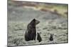 Grizzly Bear sow and two cubs of the year or spring cubs, Yellowstone Nat'l Park, Wyoming, USA-James Hager-Mounted Photographic Print