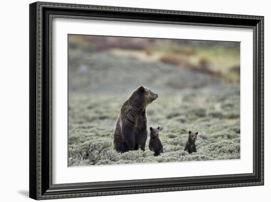 Grizzly Bear sow and two cubs of the year or spring cubs, Yellowstone Nat'l Park, Wyoming, USA-James Hager-Framed Photographic Print