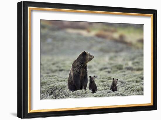 Grizzly Bear sow and two cubs of the year or spring cubs, Yellowstone Nat'l Park, Wyoming, USA-James Hager-Framed Photographic Print