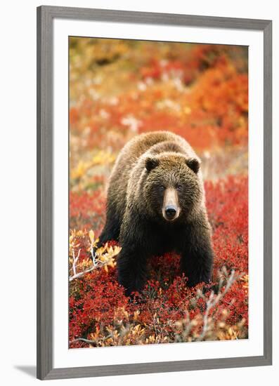 Grizzly Bear Standing Amongst Alpine Blueberries, Alaska-Hugh Rose-Framed Giclee Print