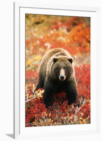 Grizzly Bear Standing Amongst Alpine Blueberries, Alaska-Hugh Rose-Framed Giclee Print